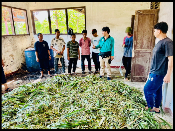 Pusat Riset Inovasi dan Teknologi Pakan (PR-ITP) USK Lakukan Pembuatan Silase Rumput Gajah untuk Mendukung Kestabilan Pakan Ternak
